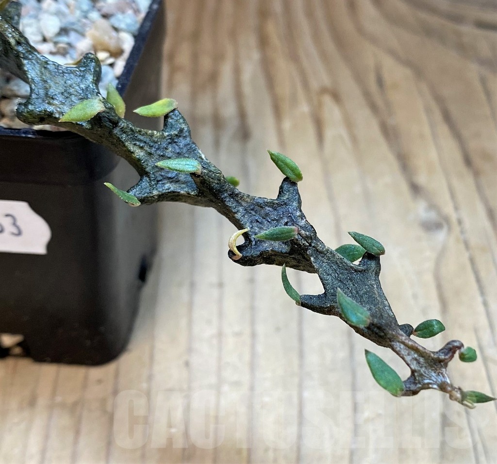 SH23663 Ceropegia bosseri