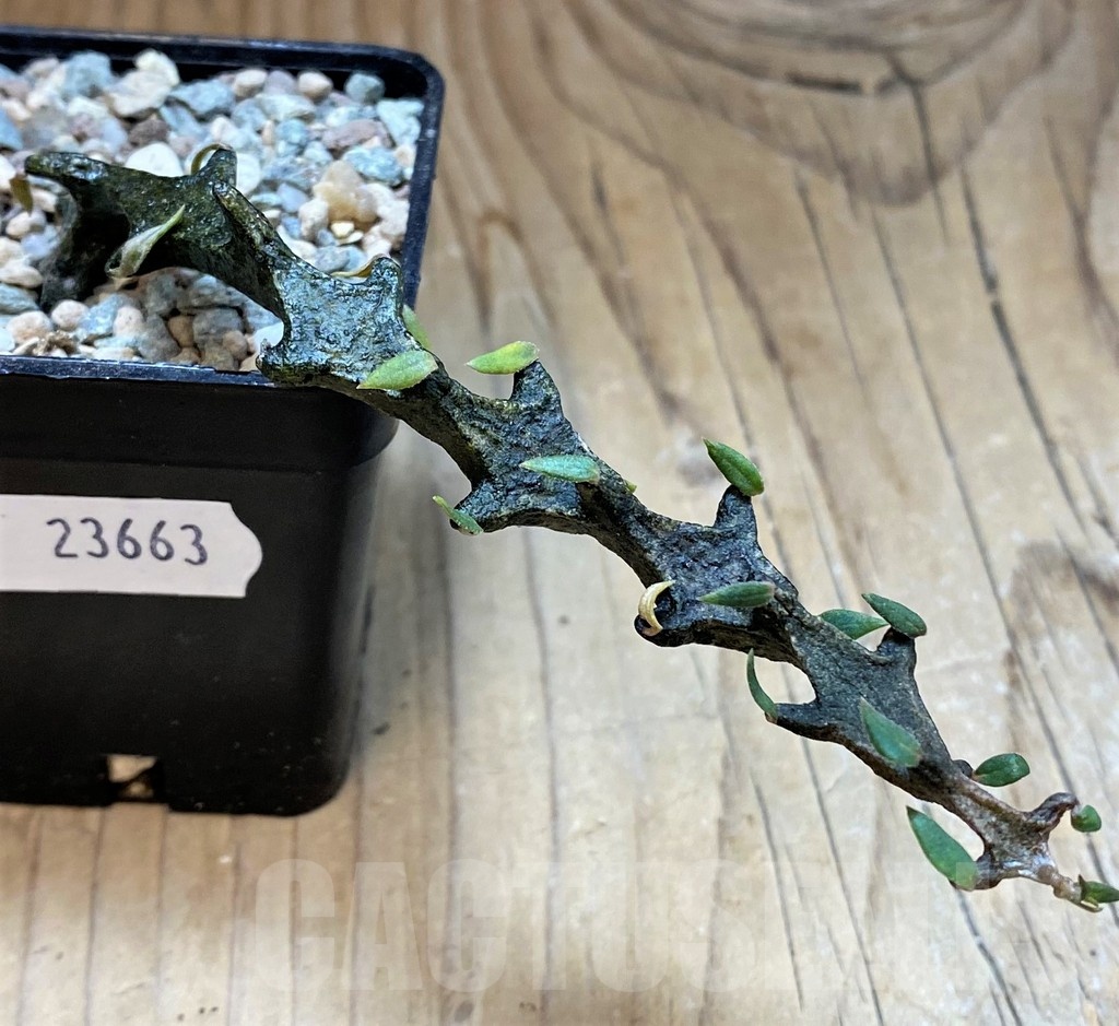 SH23663 Ceropegia bosseri - Image 2