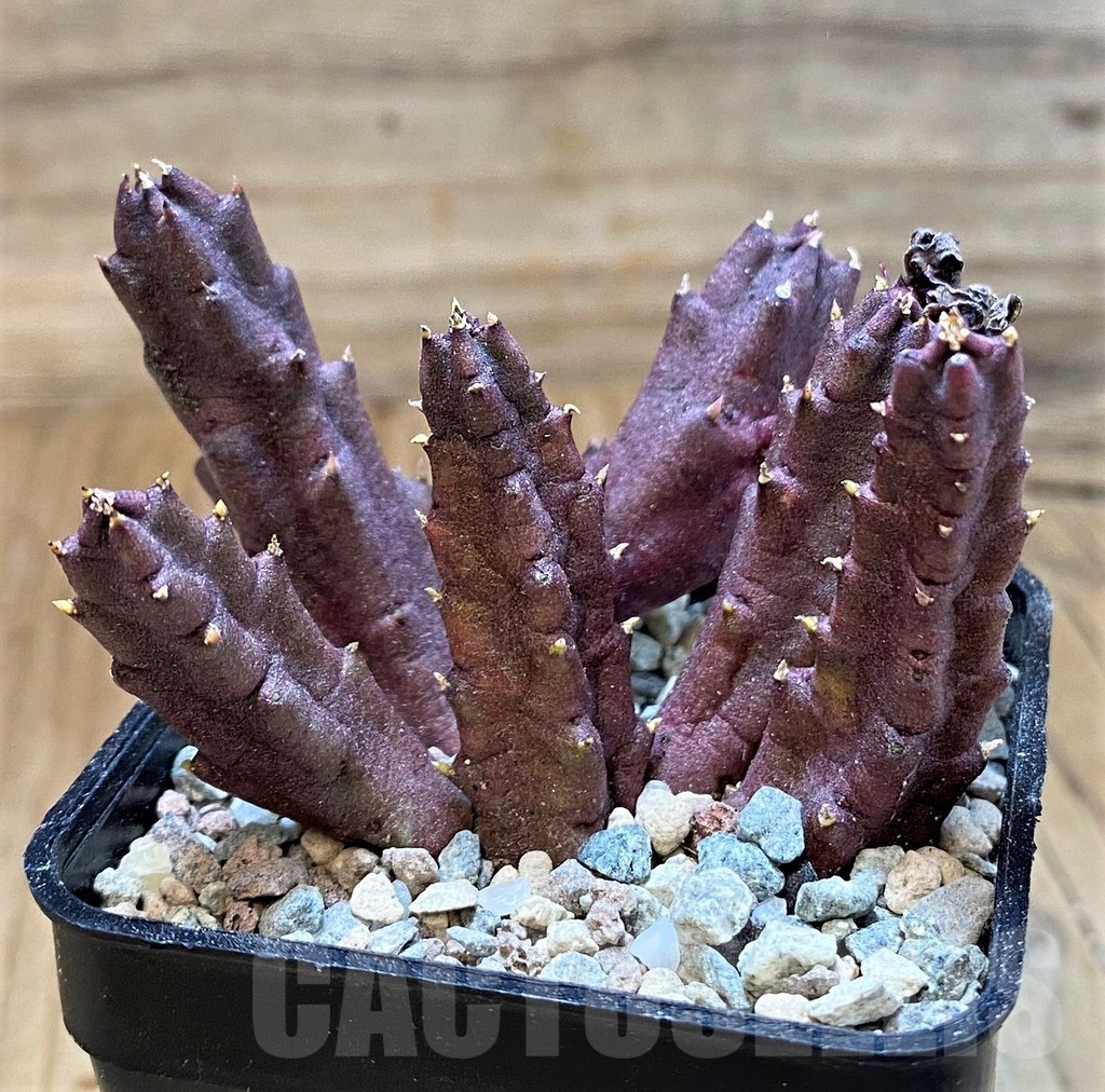 SH23664 Stapelia schinzii