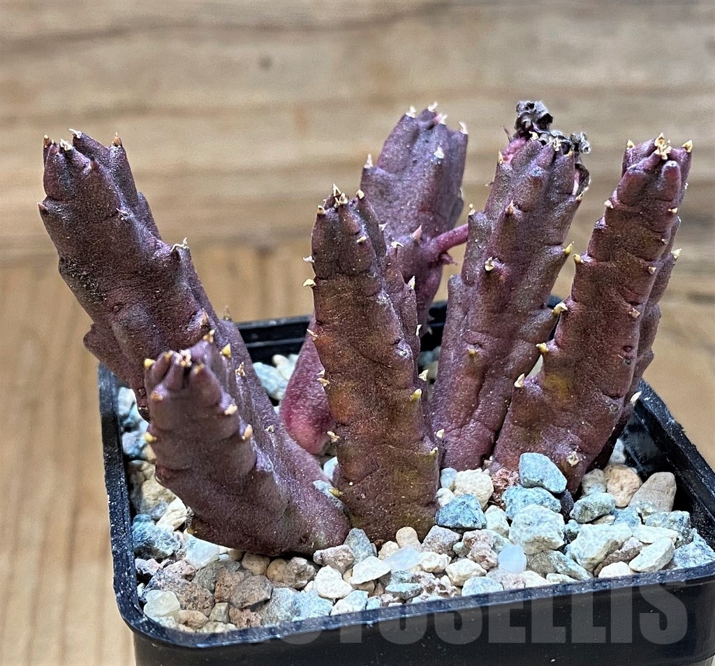 SH23664 Stapelia schinzii - Image 2
