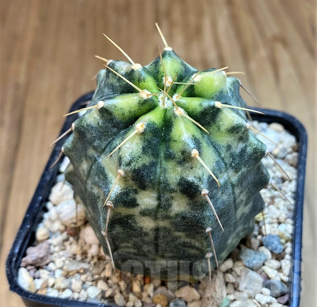 SH23667 Echinocereus knippelianus f. variegata