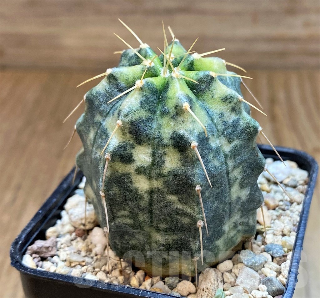 SH23667 Echinocereus knippelianus f. variegata - Image 2