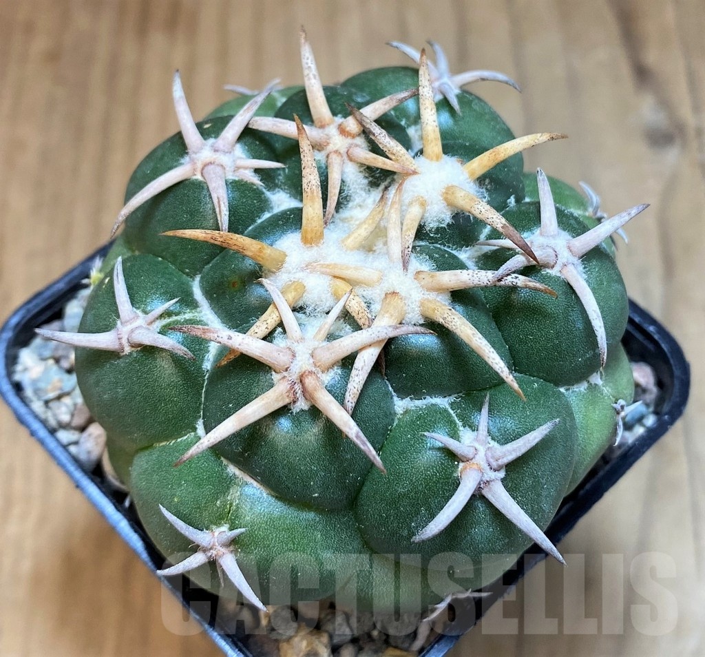 SH23669 Coryphantha elephantidens 'Tanshi Mini Heart'