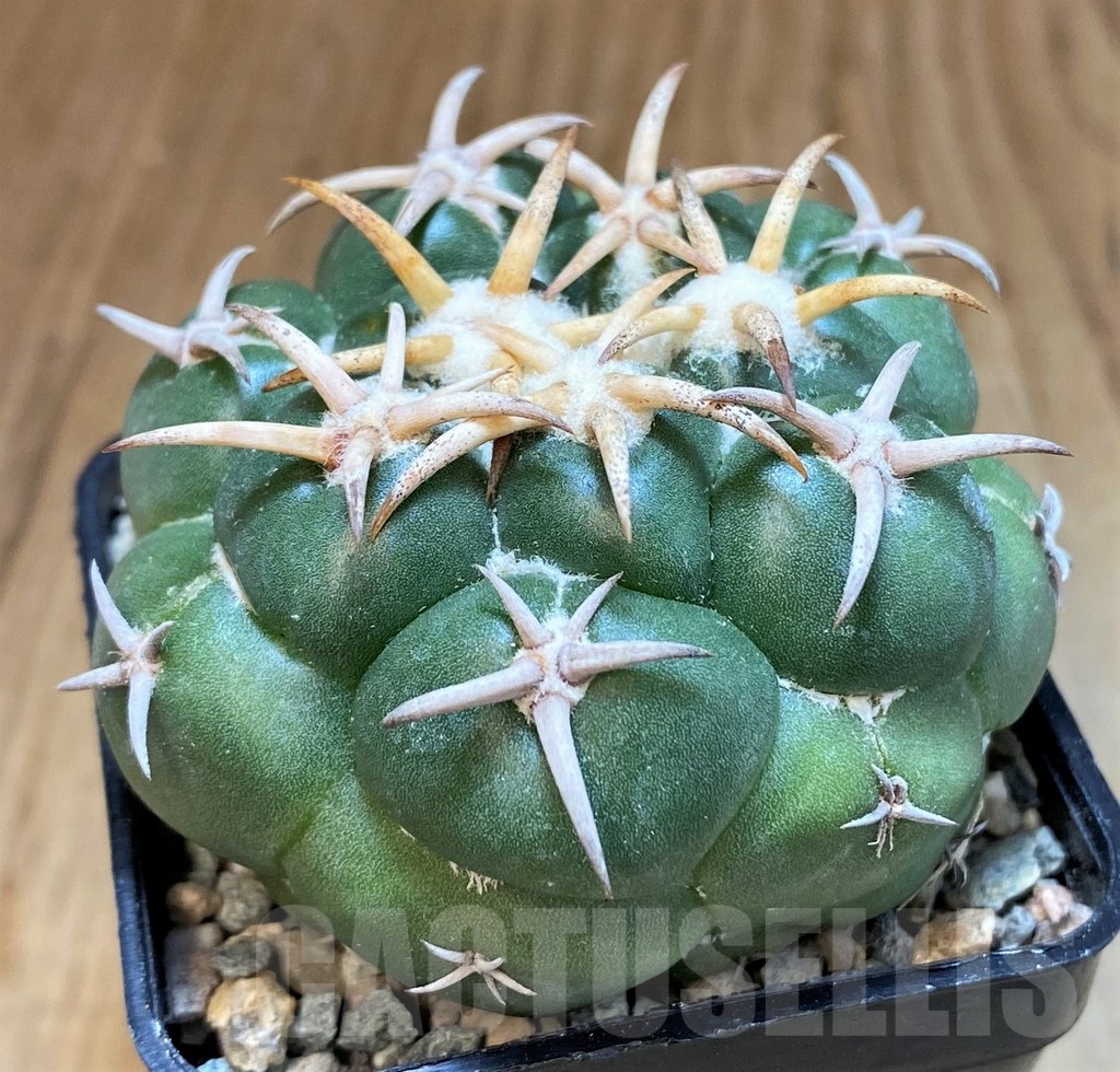 SH23669 Coryphantha elephantidens 'Tanshi Mini Heart' - Image 2