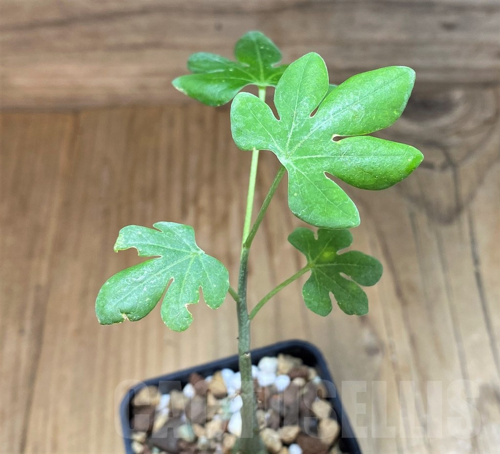 SH23649 Adenia glauca