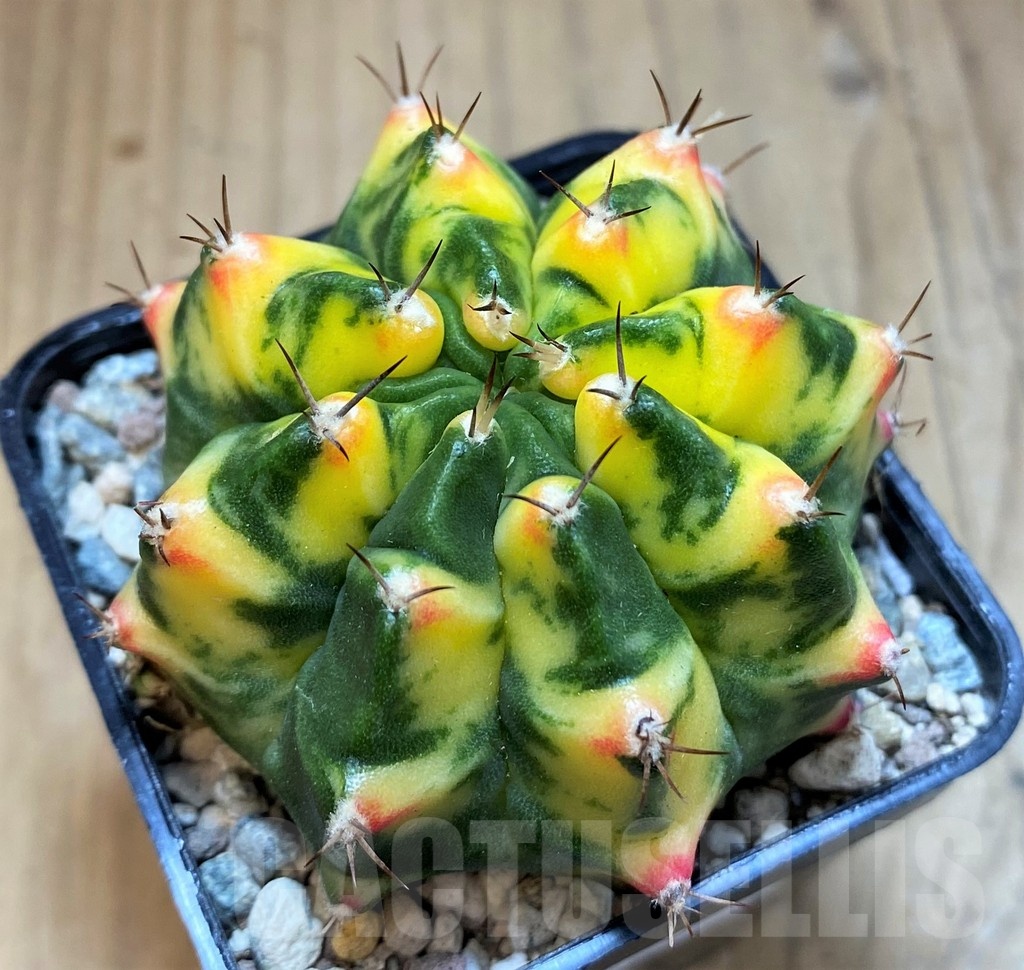 SH23670 Gymnocalycium mihanovichii 'Moon Grown' hybrid