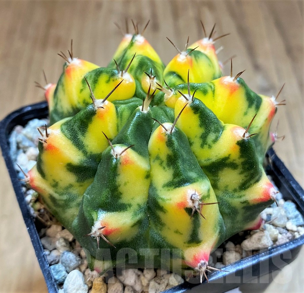 SH23670 Gymnocalycium mihanovichii 'Moon Grown' hybrid - Image 2
