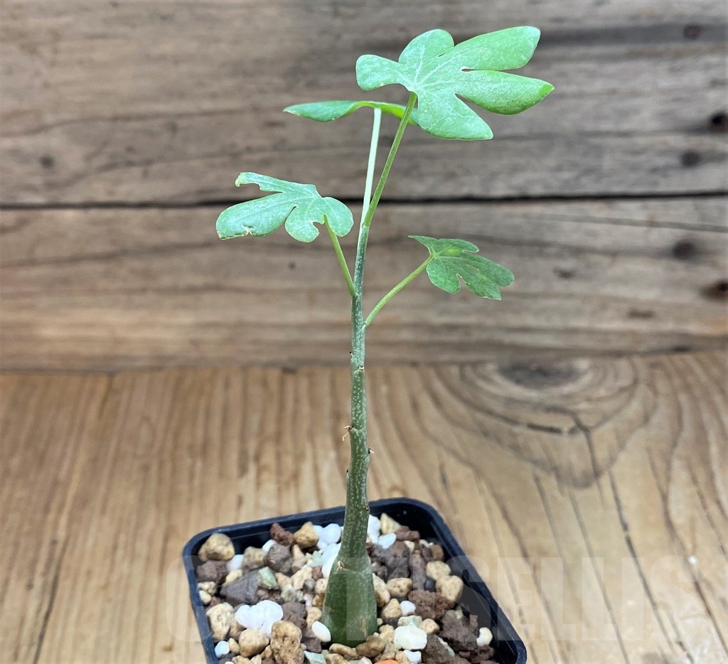 SH23649 Adenia glauca - Image 2