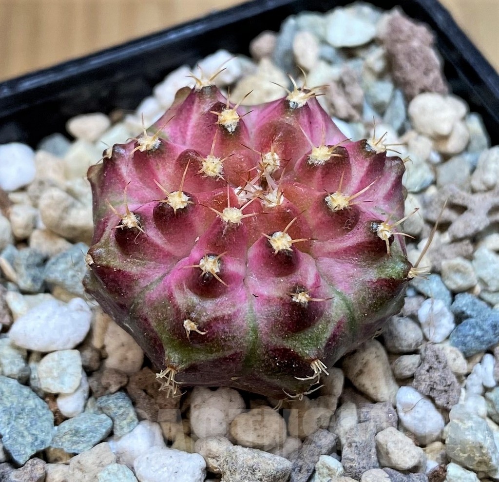 SH23674 Gymnocalycium mihanovichii 'Neon' hybrid - Image 2