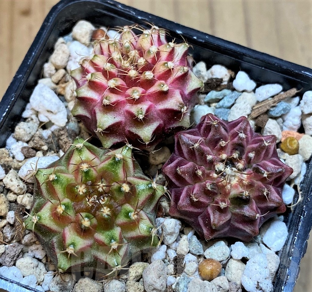 SH23676 Gymnocalycium mihanovichii 'Neon', seedling mix - Image 2