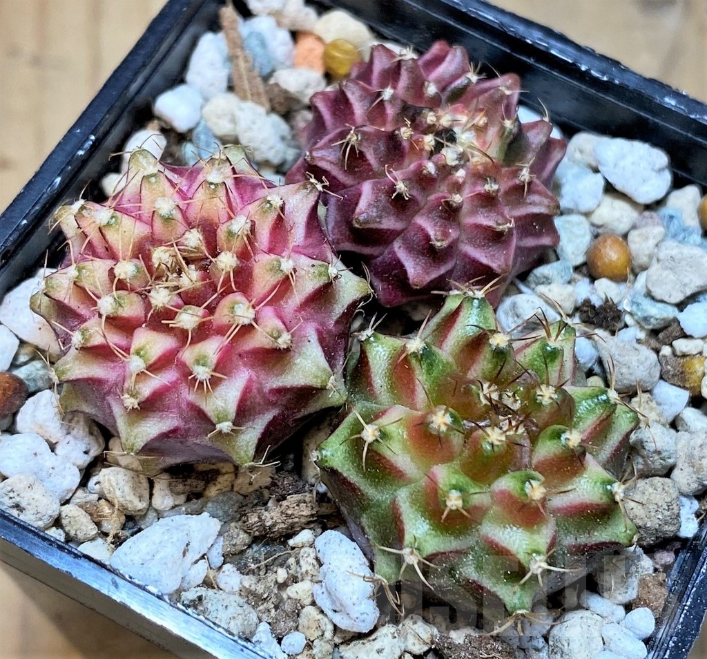 SH23676 Gymnocalycium mihanovichii 'Neon', seedling mix