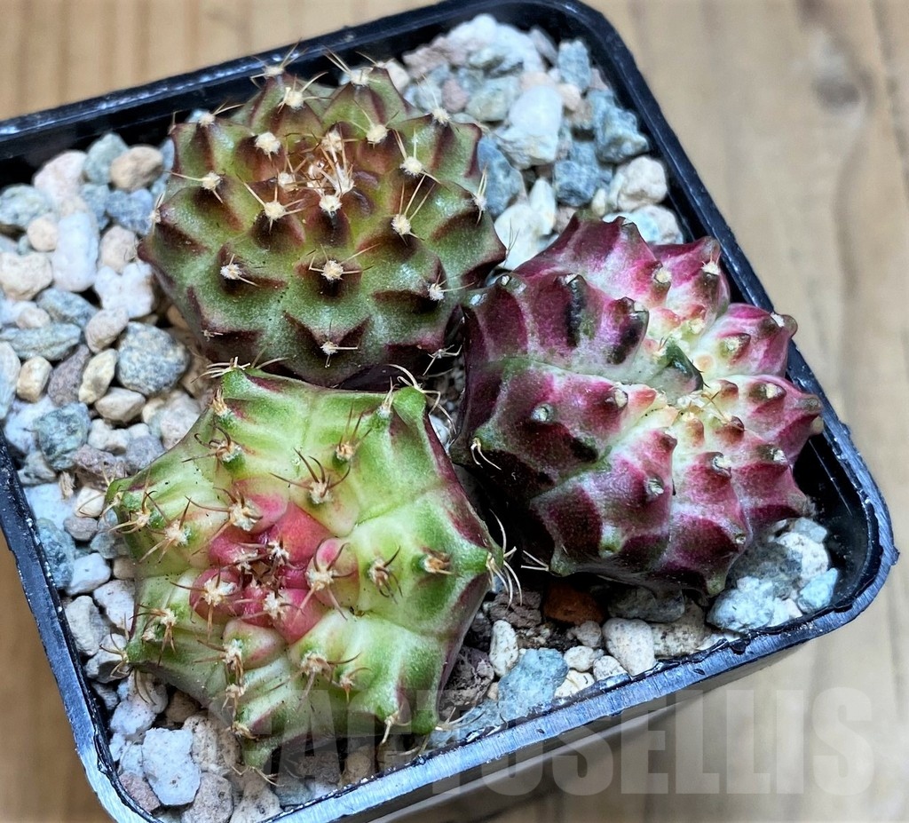 SH23679 Gymnocalycium mihanovichii 'Neon', seedling mix