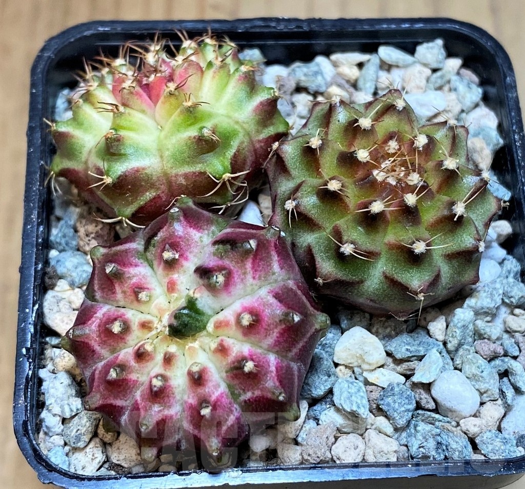 SH23679 Gymnocalycium mihanovichii 'Neon', seedling mix - Image 2