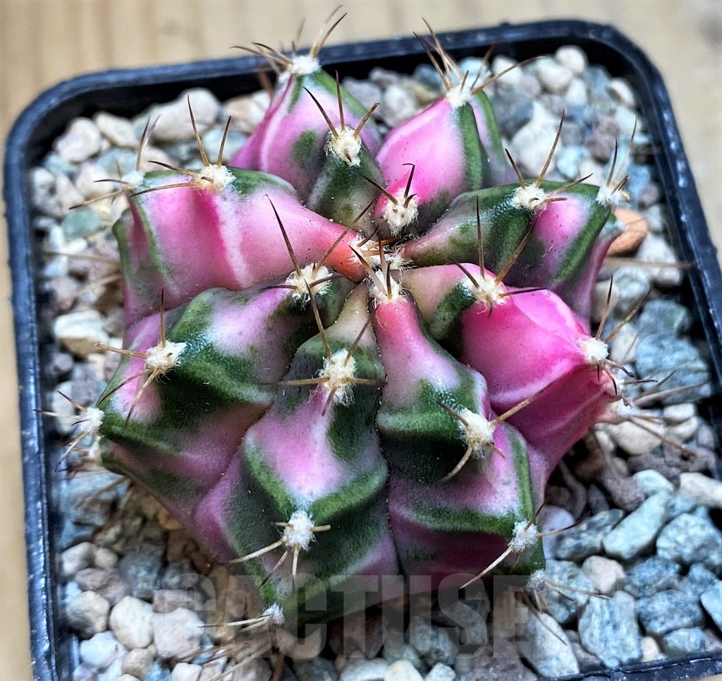 SH23813 Gymnocalycium mihanovichii ‘Pink Diamond’