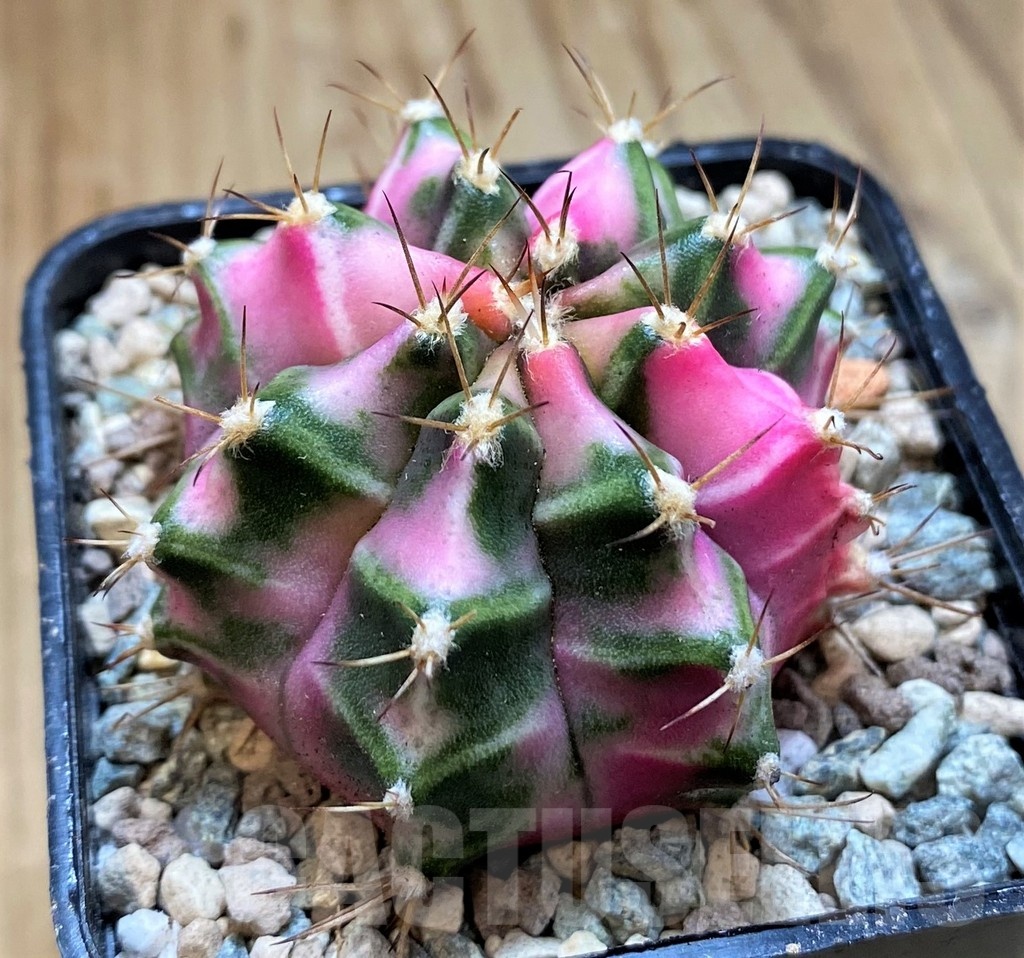 SH23813 Gymnocalycium mihanovichii ‘Pink Diamond’ - Image 2