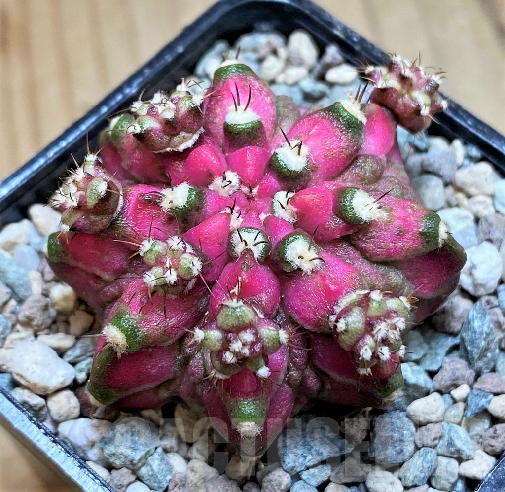 SH23815 Gymnocalycium mihanovichii ‘T-Lux’