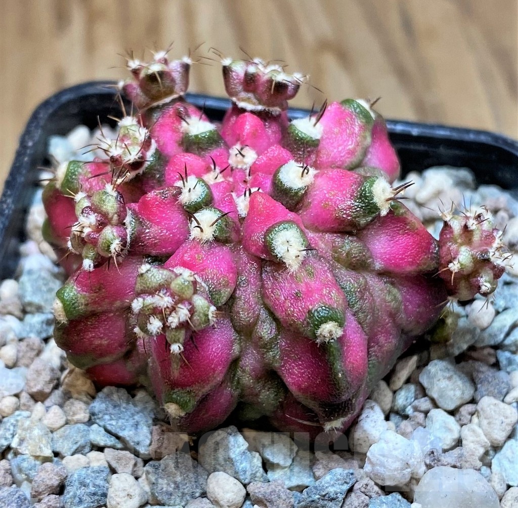 SH23815 Gymnocalycium mihanovichii ‘T-Lux’ - Image 2