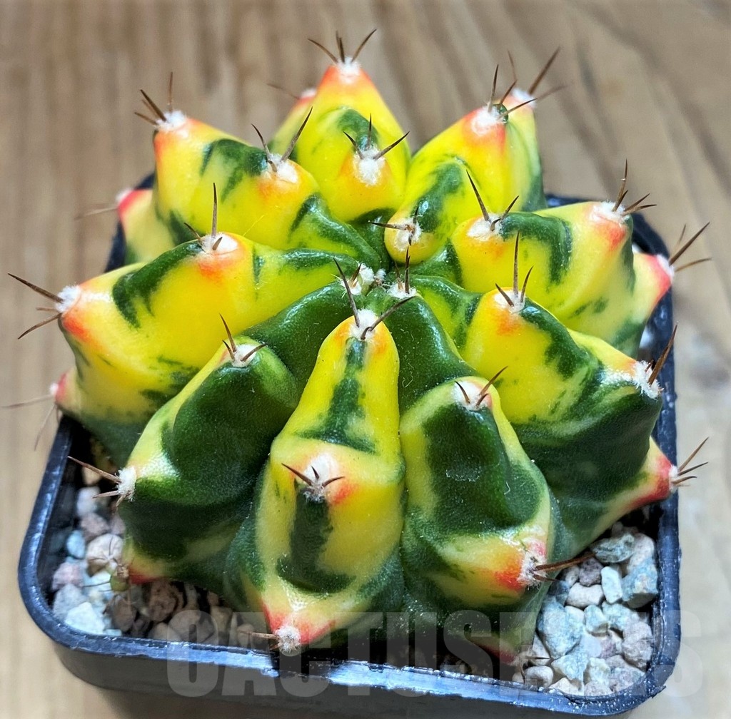 SH23816 Gymnocalycium mihanovichii 'Moon Grown' hybrid - Image 2