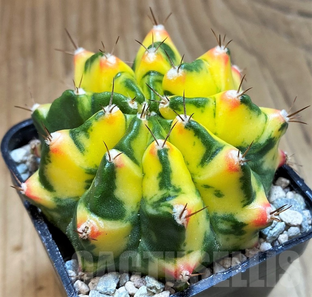 SH23816 Gymnocalycium mihanovichii 'Moon Grown' hybrid