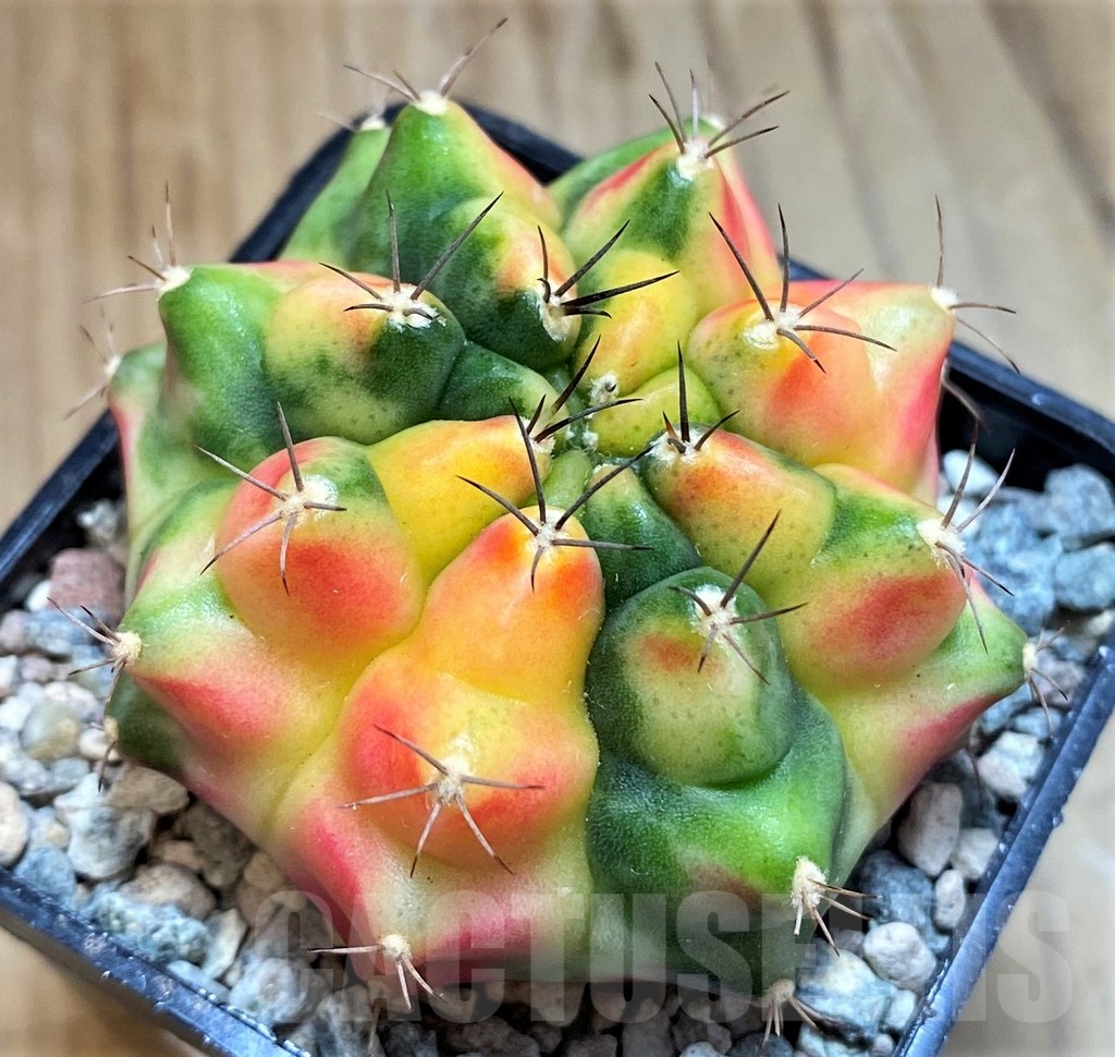 SH23817 Gymnocalycium mihanovichii 'Little Monstev'