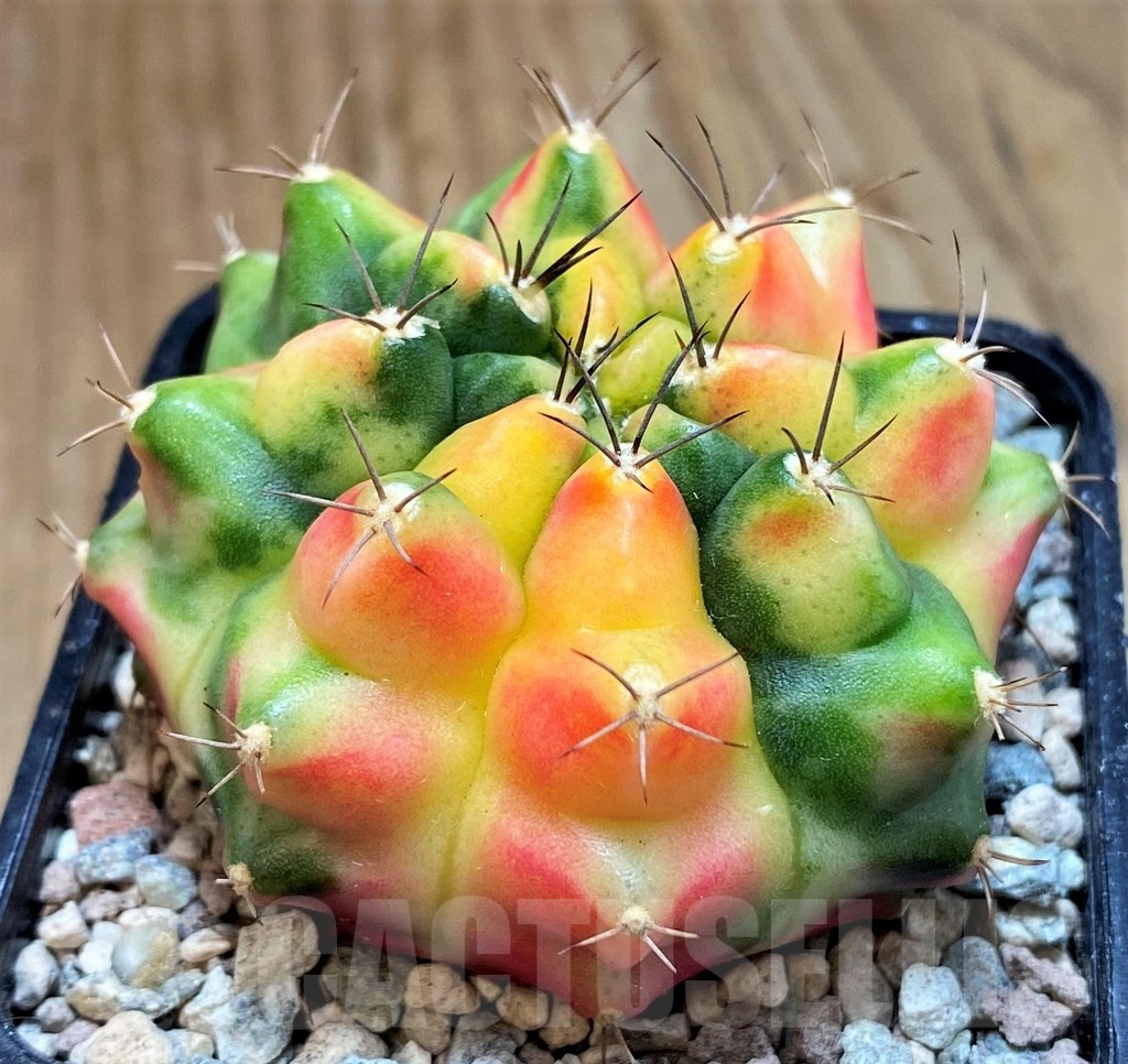 SH23817 Gymnocalycium mihanovichii 'Little Monstev' - Image 2