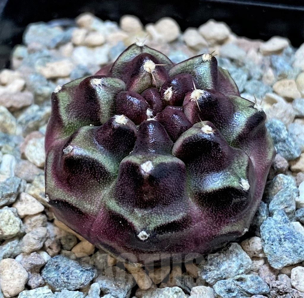 SH23825 Gymnocalycium mihanovichii ‘Day Dream' - Image 2