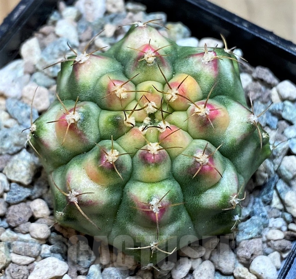 SH23828 Gymnocalycium mihanovichii ‘Krataewat'