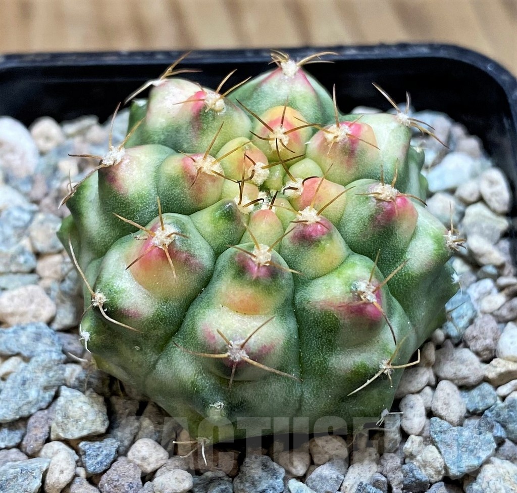 SH23828 Gymnocalycium mihanovichii ‘Krataewat' - Image 2