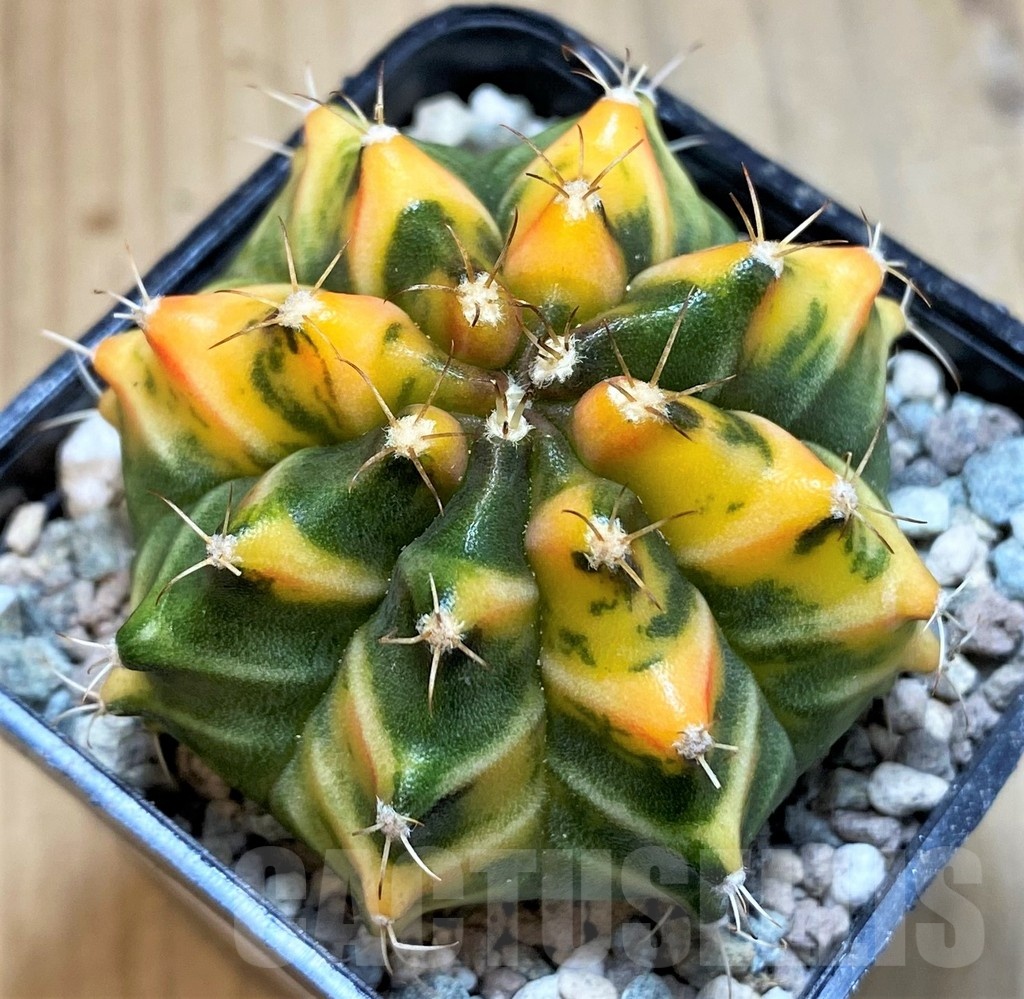 SH23833 Gymnocalycium mihanovichii ‘Som Jeed’ - Image 2