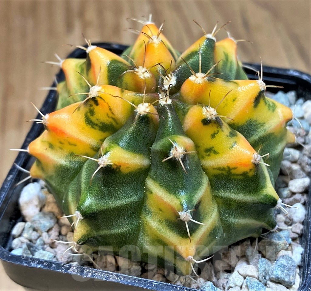 SH23833 Gymnocalycium mihanovichii ‘Som Jeed’