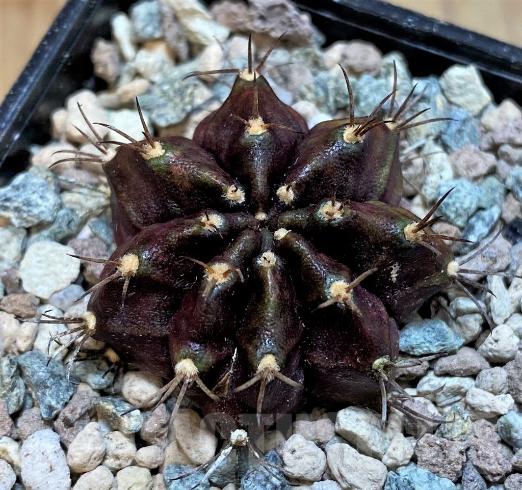 SH23834 Gymnocalycium mihanovichii ‘Black Widow’ - Image 2