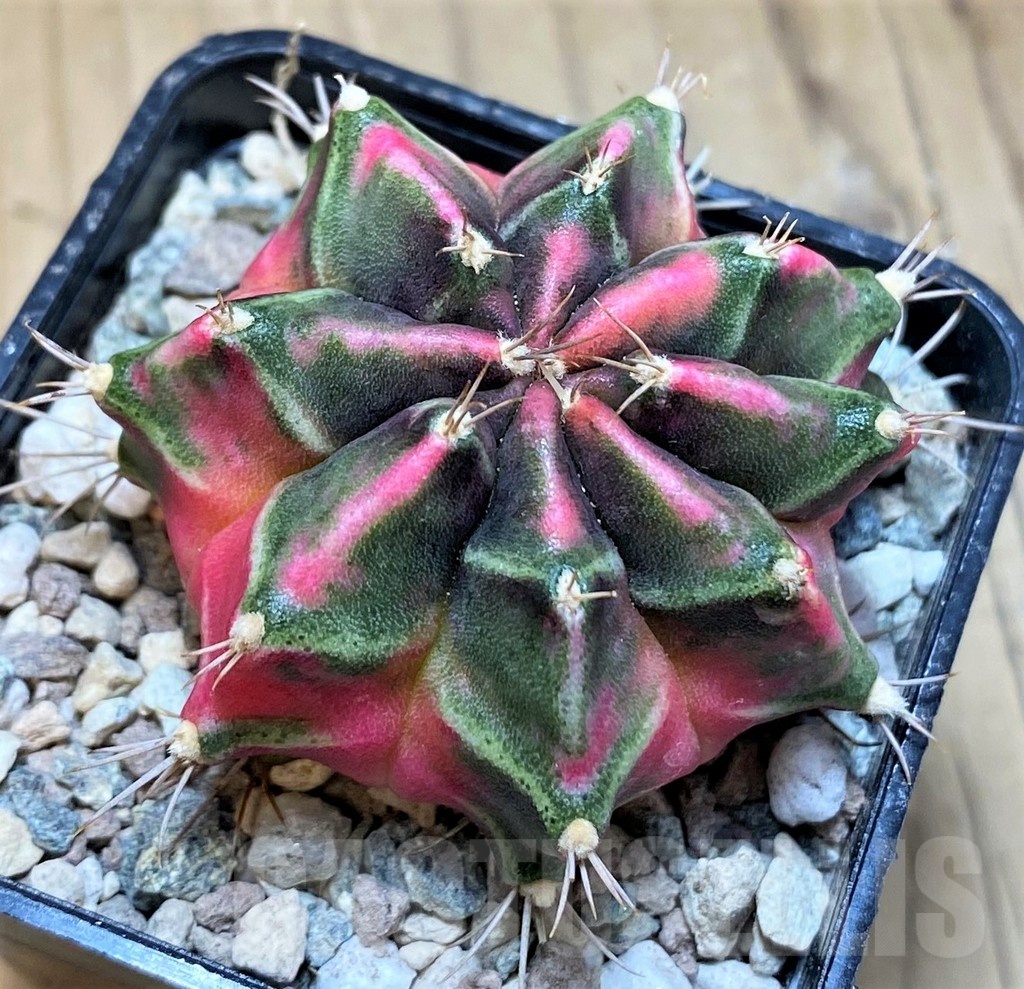 SH23840 Gymnocalycium mihanovichii ‘Little Rabbit' - Image 2