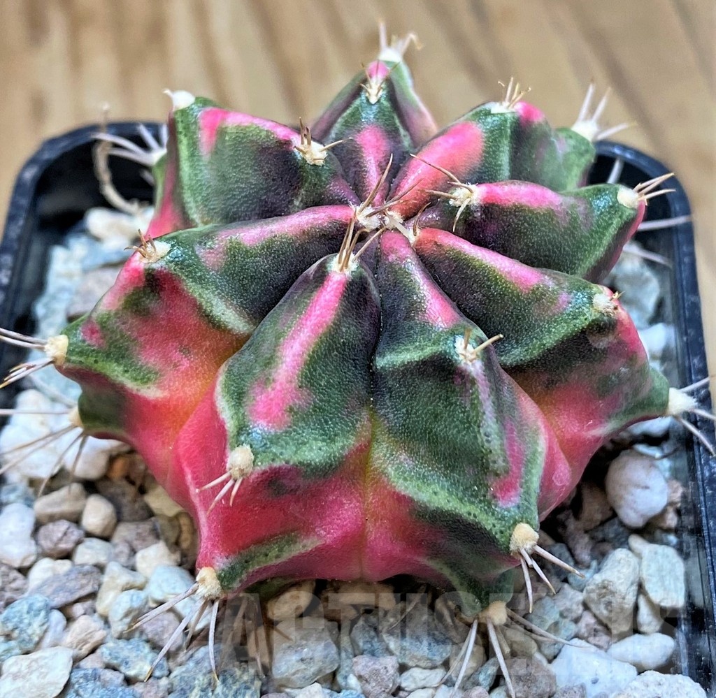 SH23840 Gymnocalycium mihanovichii ‘Little Rabbit'