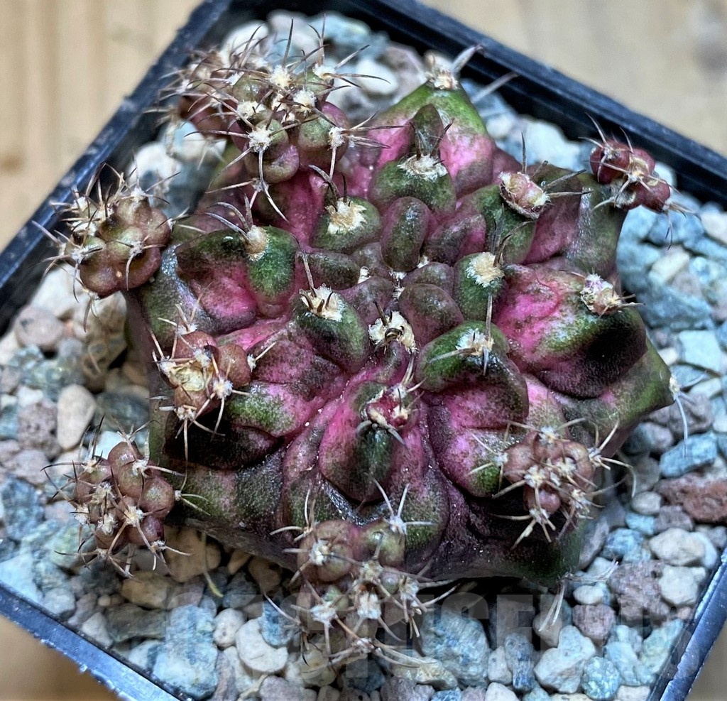 SH23843 Gymnocalycium mihanovichii 'Godji' - Image 2