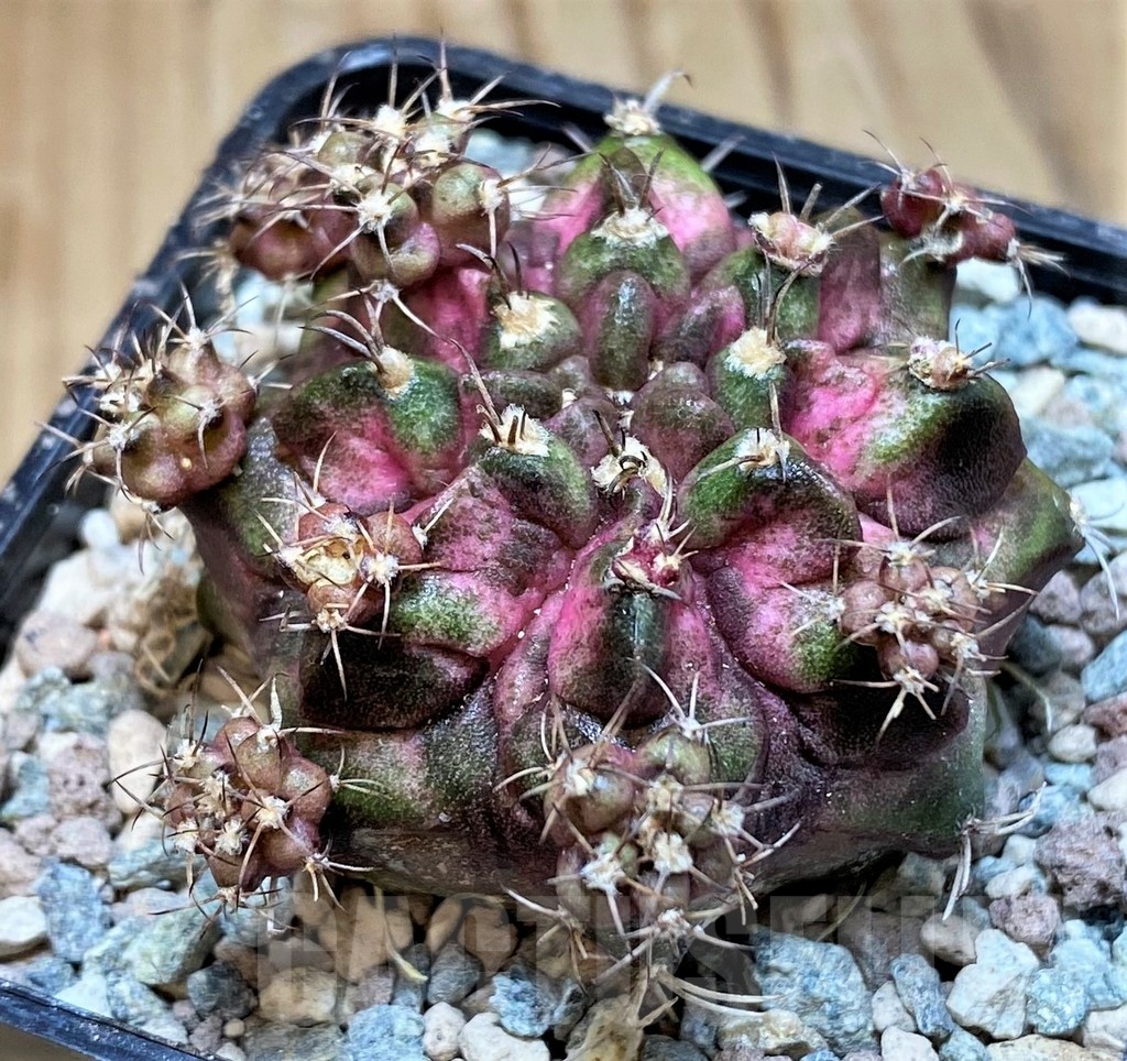 SH23843 Gymnocalycium mihanovichii 'Godji'