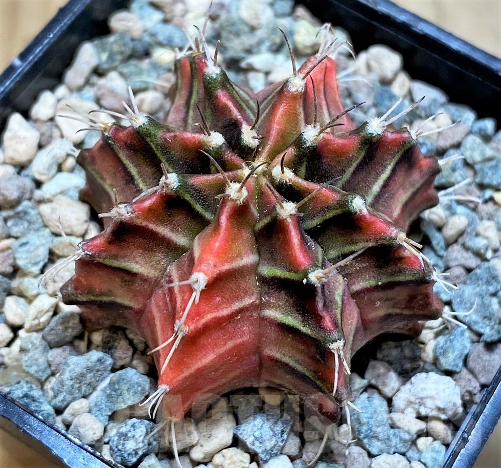 SH23845 Gymnocalycium mihanovichii ‘Gussarari'