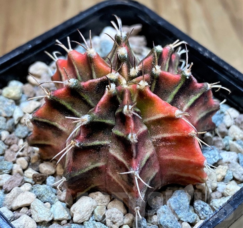 SH23845 Gymnocalycium mihanovichii ‘Gussarari' - Image 2