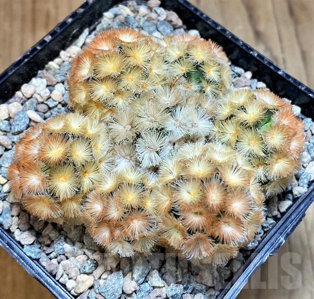 SH23849 Mammillaria carmenae ‘Buddha’ hybrid - Image 2