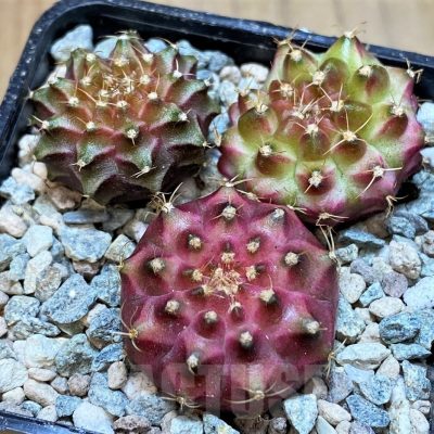 SH23787 Gymnocalycium mihanovichii 'Neon' hybrid, seedling mix
