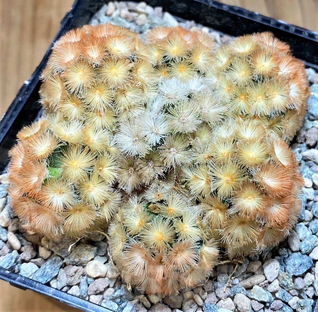 SH23849 Mammillaria carmenae ‘Buddha’ hybrid