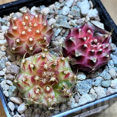 SH23790 Gymnocalycium mihanovichii 'Neon' hybrid, seedling mix