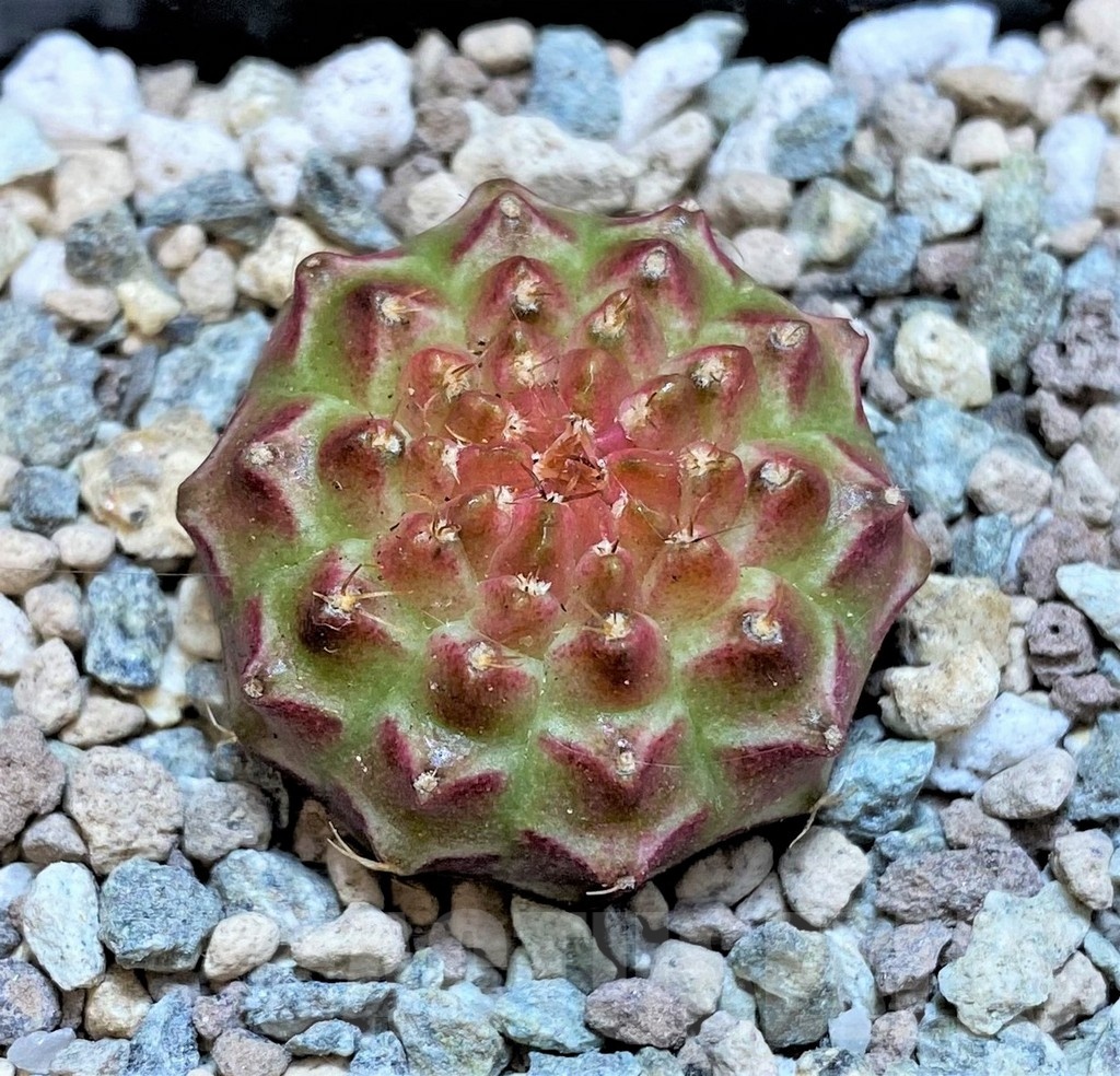 SH23795 Gymnocalycium mihanovichii 'Neon' hybrid