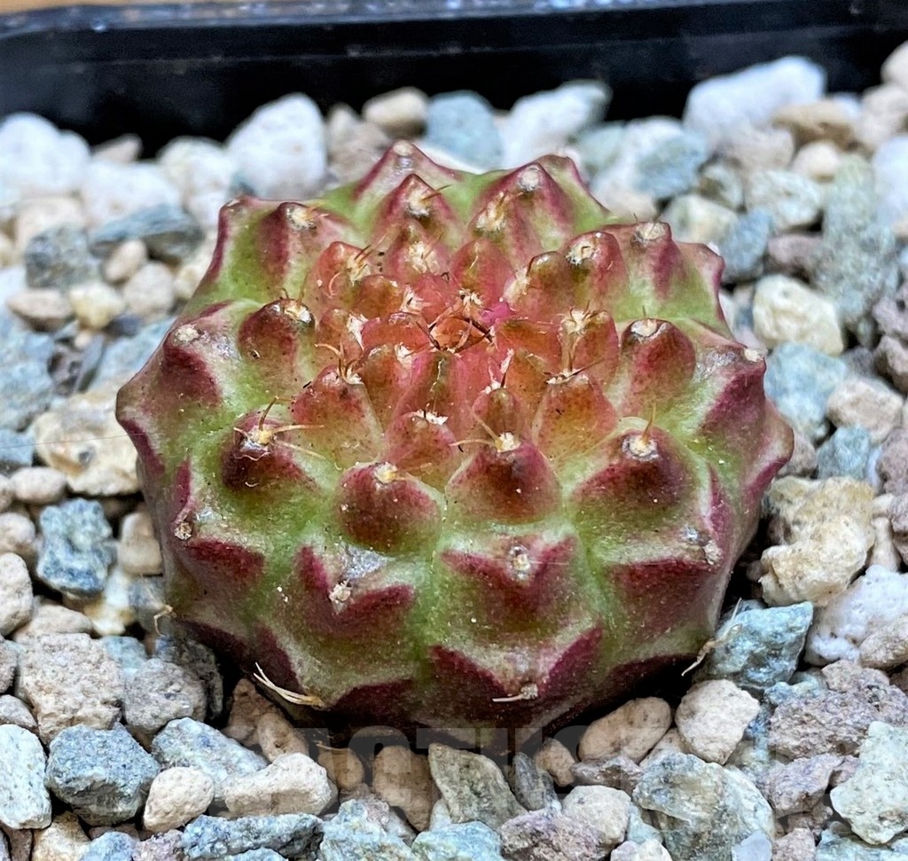 SH23795 Gymnocalycium mihanovichii 'Neon' hybrid - Image 2