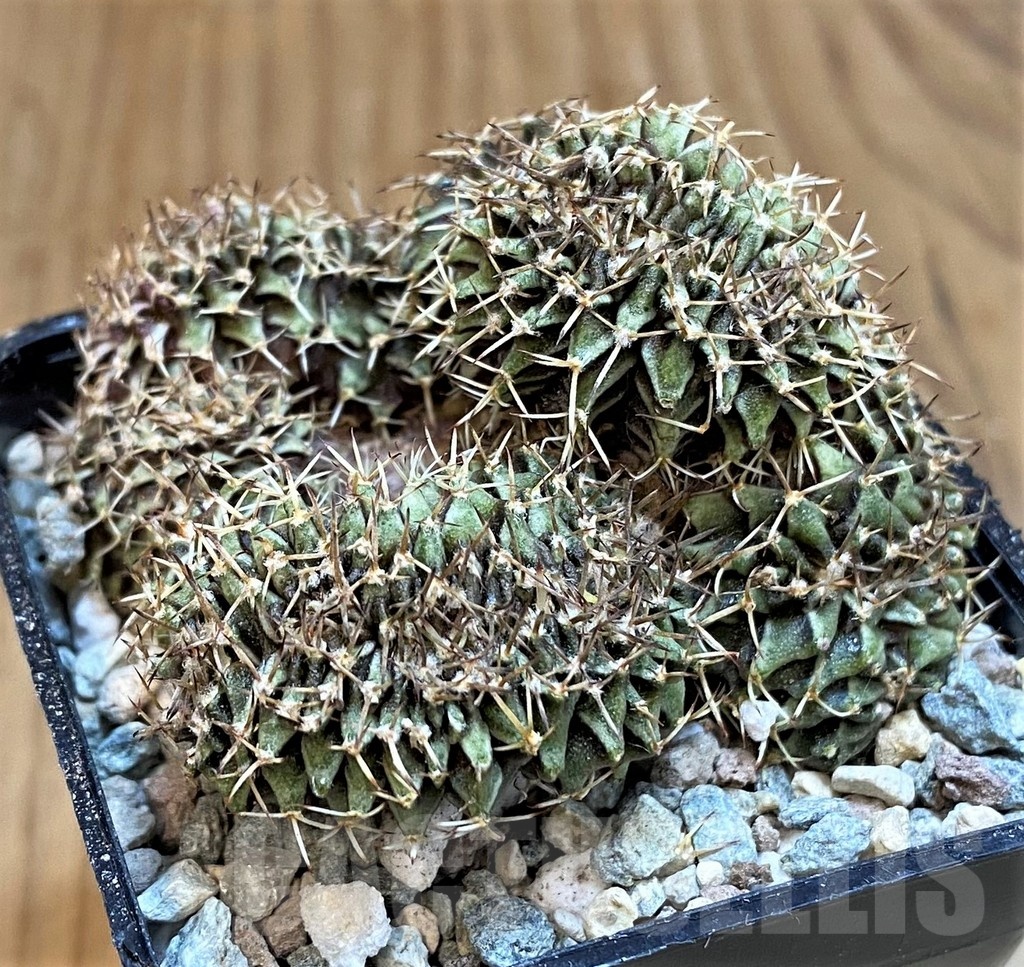 SH23800 Gymnocalycium friedrichii f. cristata