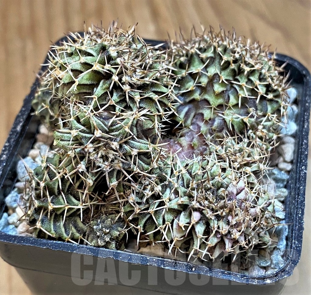 SH23800 Gymnocalycium friedrichii f. cristata - Image 2