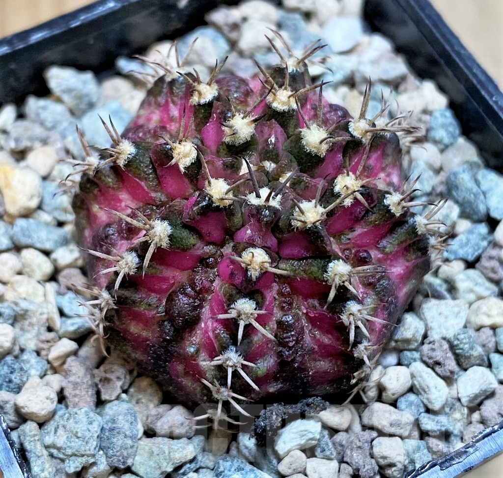 SH23803 Gymnocalycium mihanovichii 'T-Lux'