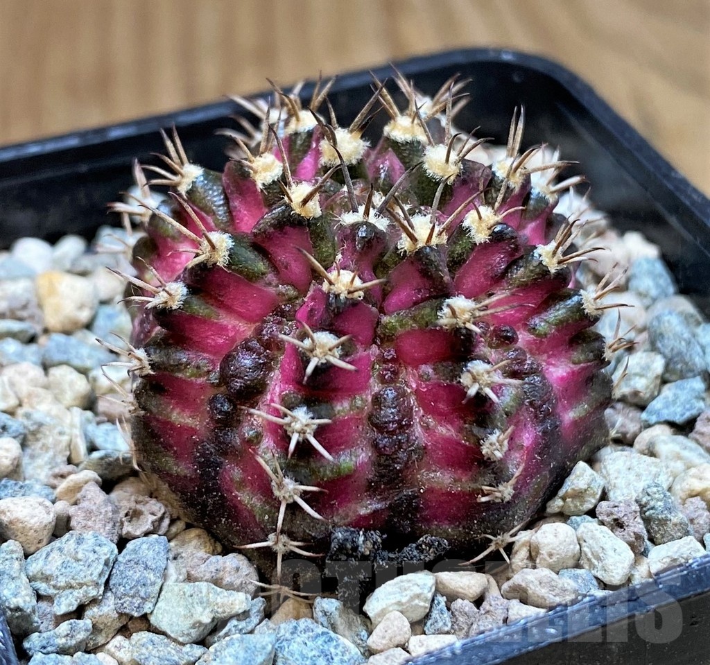 SH23803 Gymnocalycium mihanovichii 'T-Lux' - Image 2
