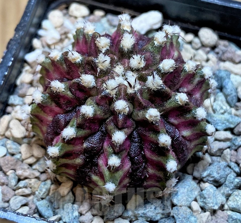 SH23804 Gymnocalycium mihanovichii 'T-Lux'