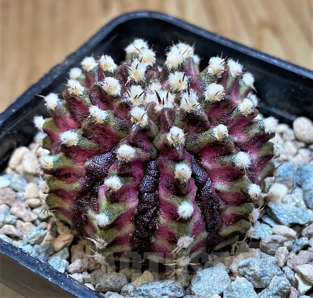 SH23804 Gymnocalycium mihanovichii 'T-Lux' - Image 2