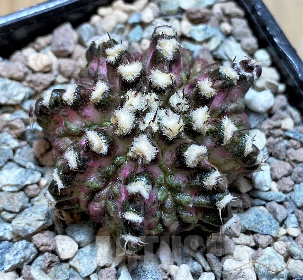SH23805 Gymnocalycium mihanovichii 'T-Lux'